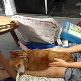 Reliable & Intuitive looking for cat or dog to devote quality attention and care.