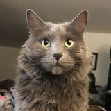 For Hire: Well Trained Pet Care Provider in Alexandria, Virginia