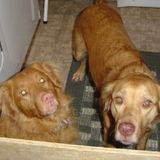 Registered Veterinary Technician