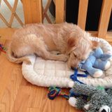 Dog Walking and Pet Sitting in Apple Valley for Hire!