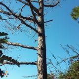 Anthony Smith Tree Service & Landscape