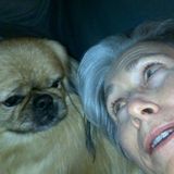 Four legged pet sitter