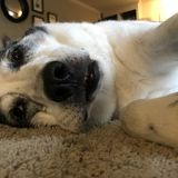 Capable House Sitting Service Provider Available Immediately