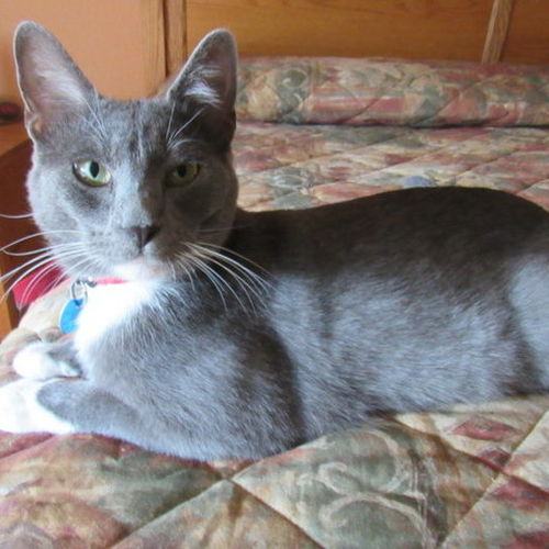 House Sitter Job Cynthia M's Profile Picture
