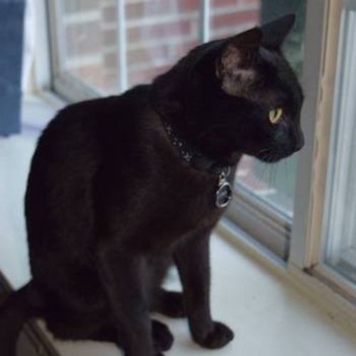 Pet Care Job Amanda Dougherty's Profile Picture