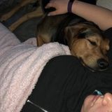 Available Dog Lover