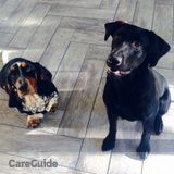 Basset Hound and Labrador - Walking & Feeding Plus Overnight Sitting