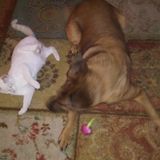 Talana's Animal Nanny Pet Sitting