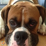 Pet sitter needed some days and overnights