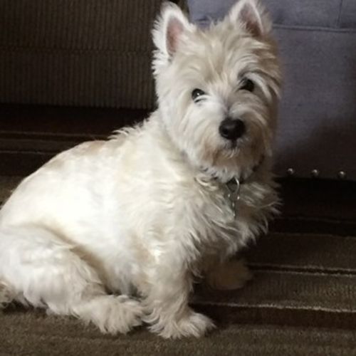 Pet Care Job Jean McMahon's Profile Picture