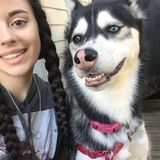 Dependable Dog Sitter in North Haven, Open Schedule!