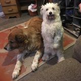 Interviewing For a House Sitting Provider Opportunity in Oregon City