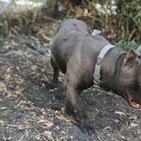 Good Pet Trainer in Richmond