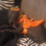 I love animals!