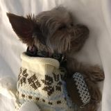 Hi! My name is Paola Castellanos. I own a teacup yorkie and both me and my husband are in need of a Dog sitter ASAP