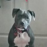 Consistent Dog Sitting Professional