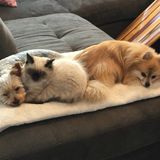 Are you looking for a Loving Fur-baby Stepmom? That's me!