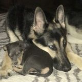 Byron Dog Sitter Interviewing For Job Opportunities in Illinois