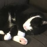 Wetaskiwin Petsitter Interested In Being Hired in Alberta