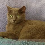 Cat sitter needed starting tomorrow!