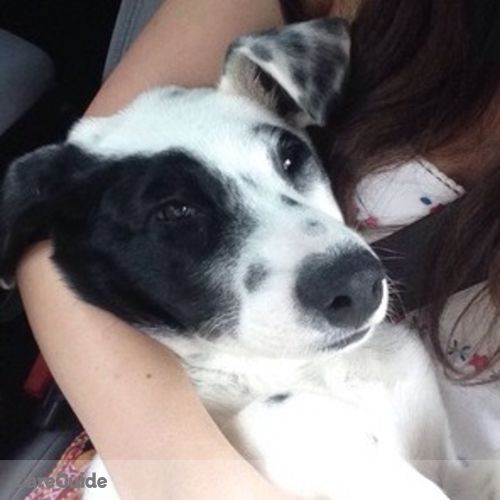 Pet Care Provider Nadine Z's Profile Picture