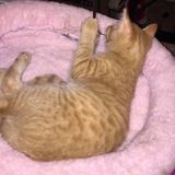 Dedicated Pet Carer in Dundalk