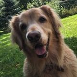 Present Pet Carer in Chambersburg