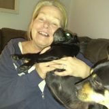 Shelton Dog Trainer/Walker/Visits Interested In Being Hired in Connecticut