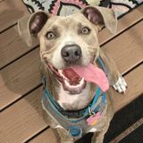 Energetic Dog Walker