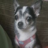 I am a Registered Veterinary Technician providing pet care services in Hamilton!