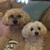 FOUND; Loving, Reliable, Experienced Petsitter with Fabulous References!