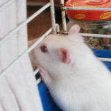 Montral,Qubec Gardienne d'animaux