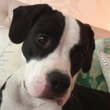 Vancouver Mothers Helper and Special Needs Petcare Needed