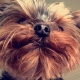 Capable Dog Sitter in Boerne