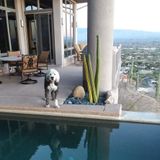 Overnight pet sitting available in the Vail or Tucson area. Experienced Vet Assistant and involved in Rescued mom's and pups!