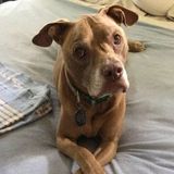 Our elderly pup (Scooter) needs someone to hang out on the couch with him....