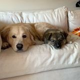 Lisle, Illinois Pet Care Provider Opportunity