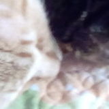 Looking for pet sitting work. I have 2 cats, and I volunteer for the, Ten Lives Club. I've been taking care of their cats.