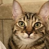 Care for my two beautiful kittens!