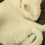 Perky, Energetic, Fun-Loving, Responsible Animal Sitter Looking to meet your furry companions, and help you care for them!