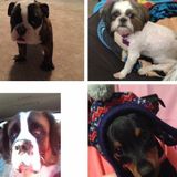Dedicated Pet Sitter who services SCV/San Fernando Valley