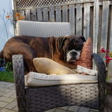 Energetic, passionate dog lover who will love your dog as if they were my own available for pet walking,and sitting.