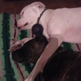 Dedicated Dog Sitting Professional Wanted April 10-14.