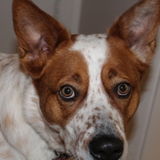 Loving pet sitter wanted for my fur babies