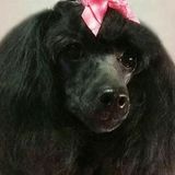 LConsistent Dog Trainer in New Port Richey