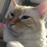 Willing To Help With All Pets, No Preference.