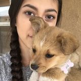 Experienced Dog and Cat Sitter in Las Cruces
