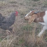 Needed: Weekend Caretaker for farm animals