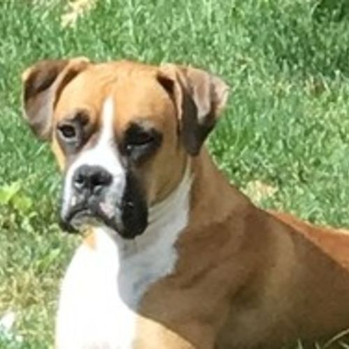 House Sitter Provider Laura W's Profile Picture