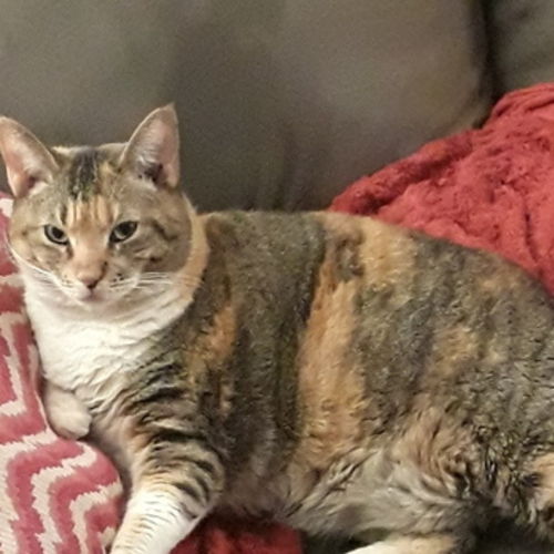 House Sitter Provider Stacie K's Profile Picture